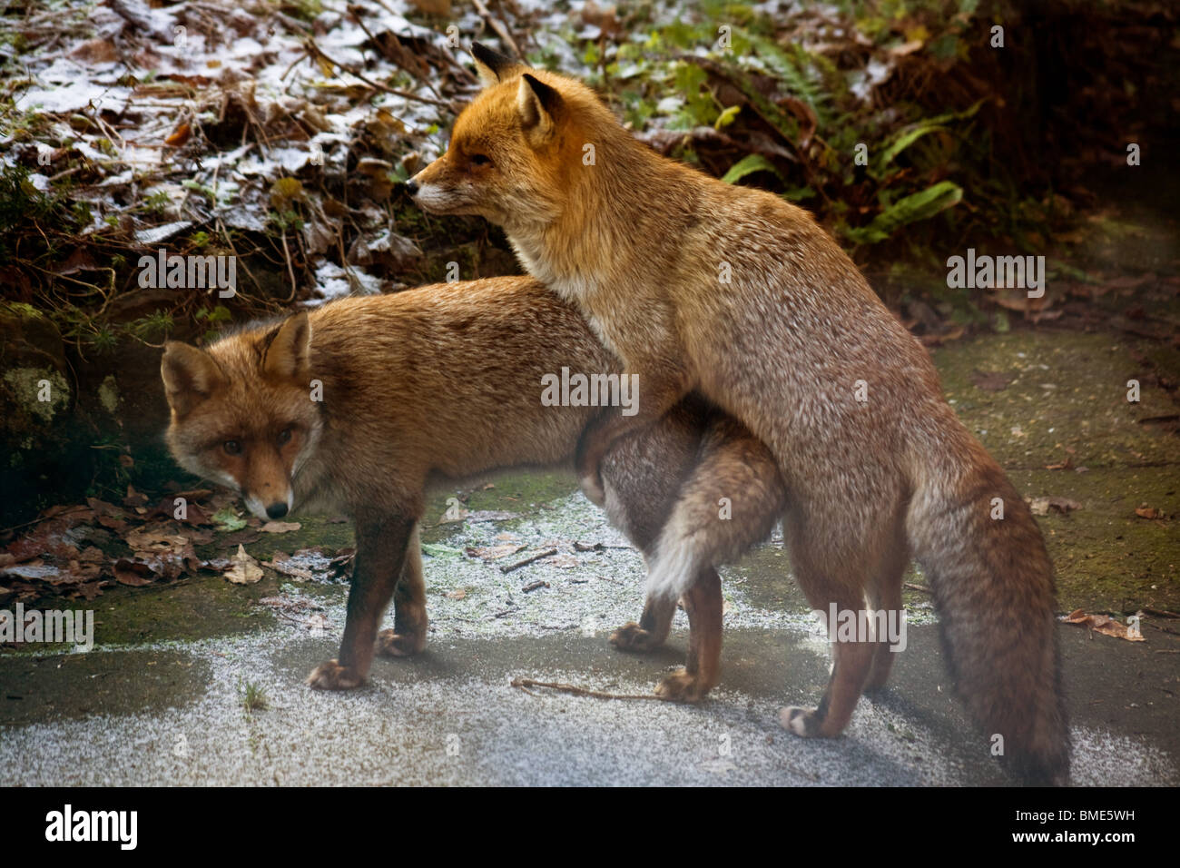La volpe di accoppiamento giardino Kent REGNO UNITO LA FAUNA SELVATICA ANIMALI FOX STAGIONE VIXEN animale sessualmente attive paese urbano Foto Stock