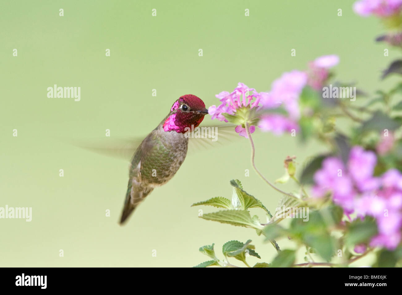 Anna's Hummingbird Foto Stock
