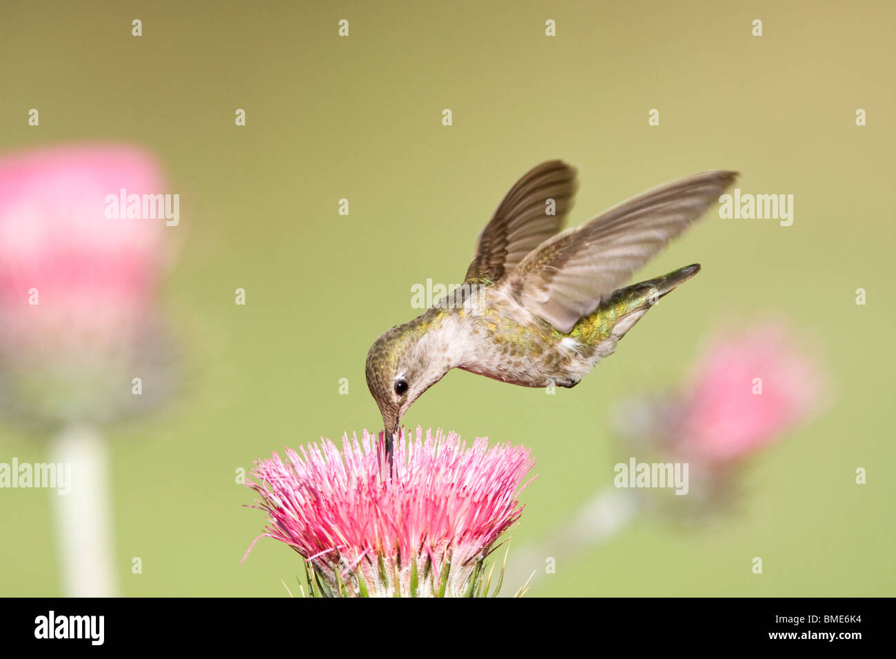 Femmina di Anna Hummingbird e California Thistle Foto Stock