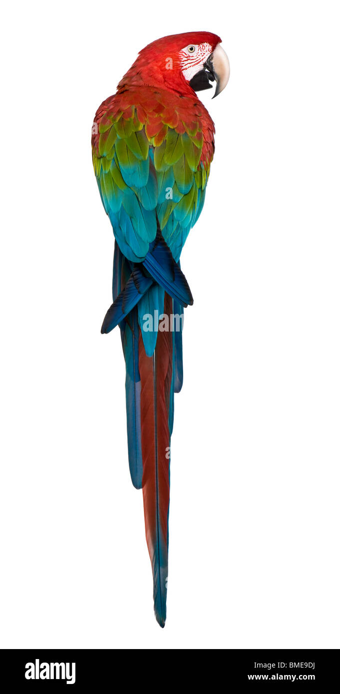Rosso-verde Macaw appollaiate davanti a uno sfondo bianco Foto Stock