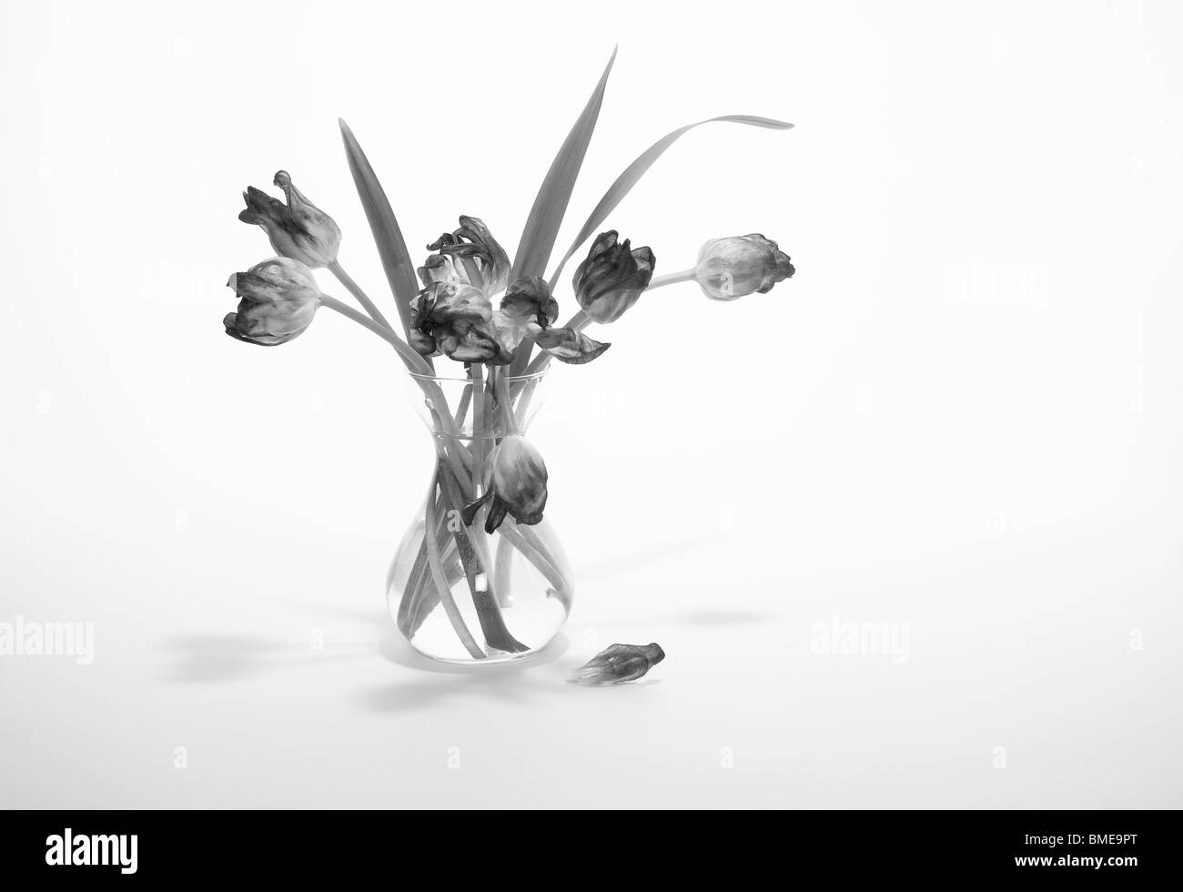 Ancora in bianco e nero la vita dei tulipani. Foto Stock