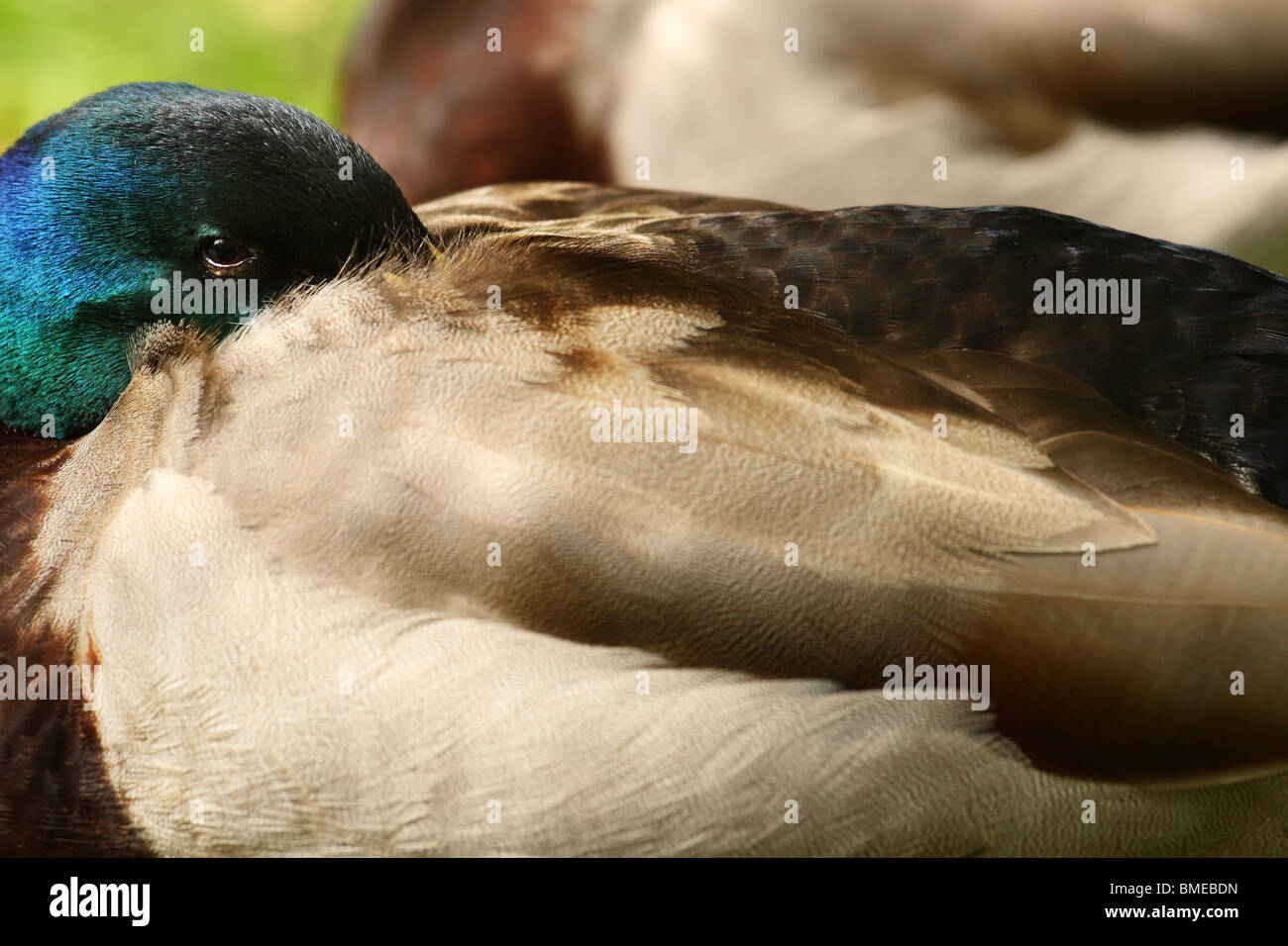 Close up di piume di Mallard duck. Foto Stock