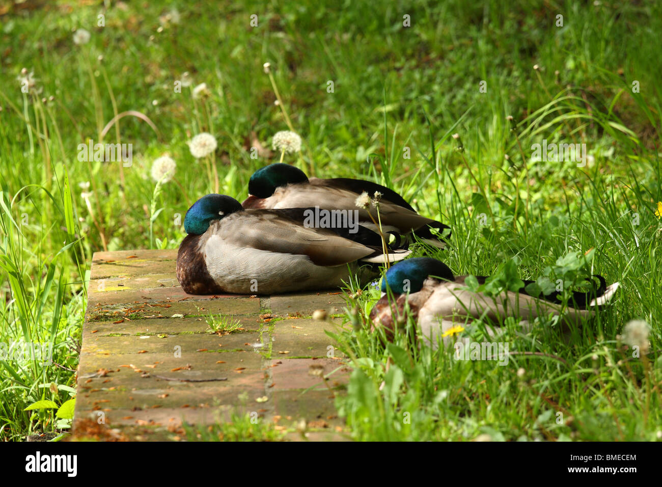 Anatre del germano reale. Foto Stock