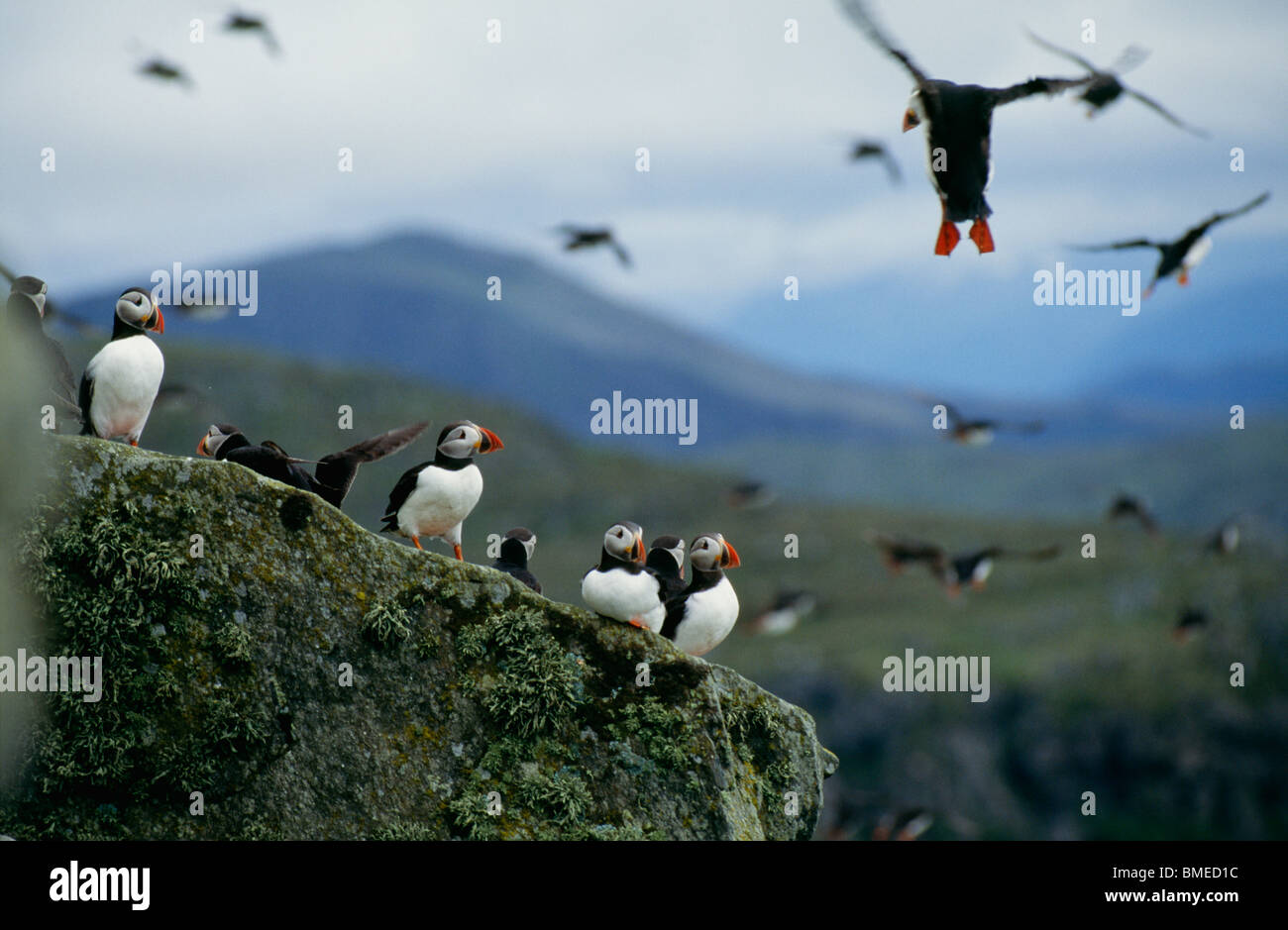 Stormo di uccelli Foto Stock