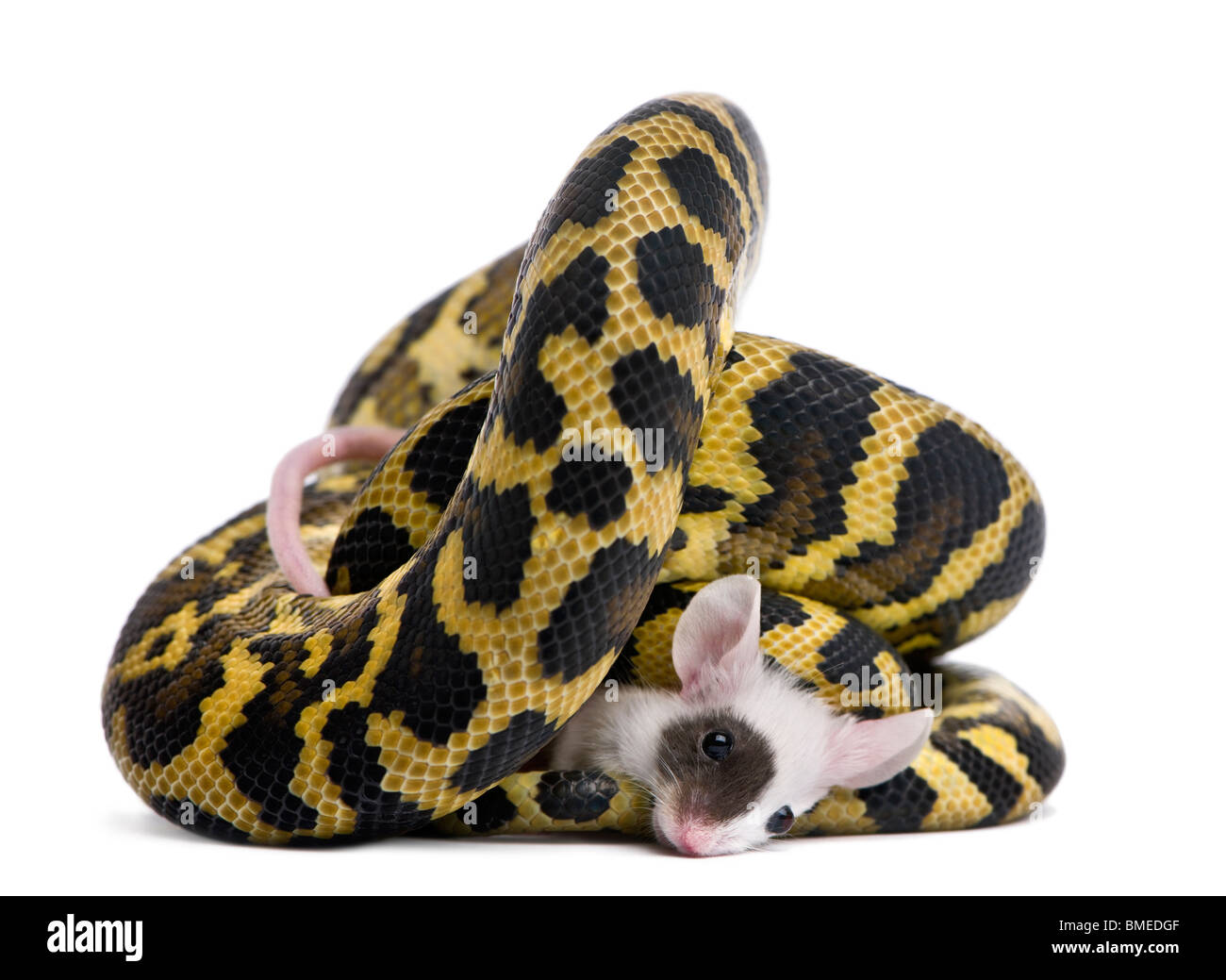 Morelia spilota variegata python, 1 anno di età, mangiare il mouse nella parte anteriore del fondo bianco Foto Stock
