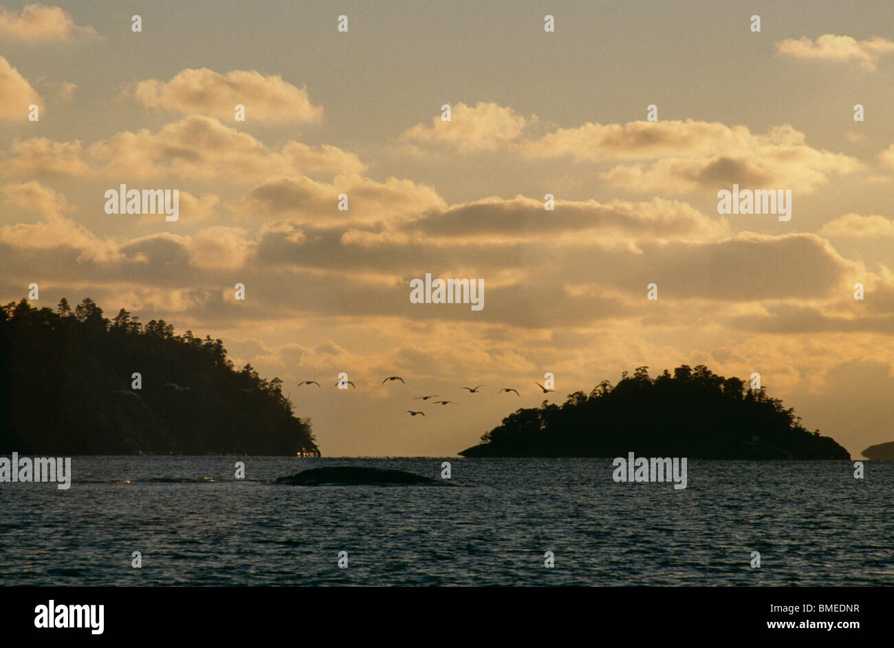 Gregge di whopper swan volando sul mare al crepuscolo Foto Stock