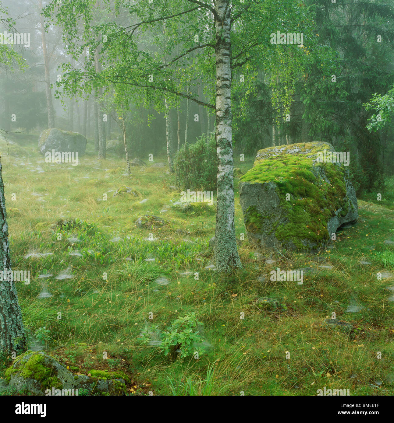 Moss ricoperta di rocce e alberi in foresta Foto Stock