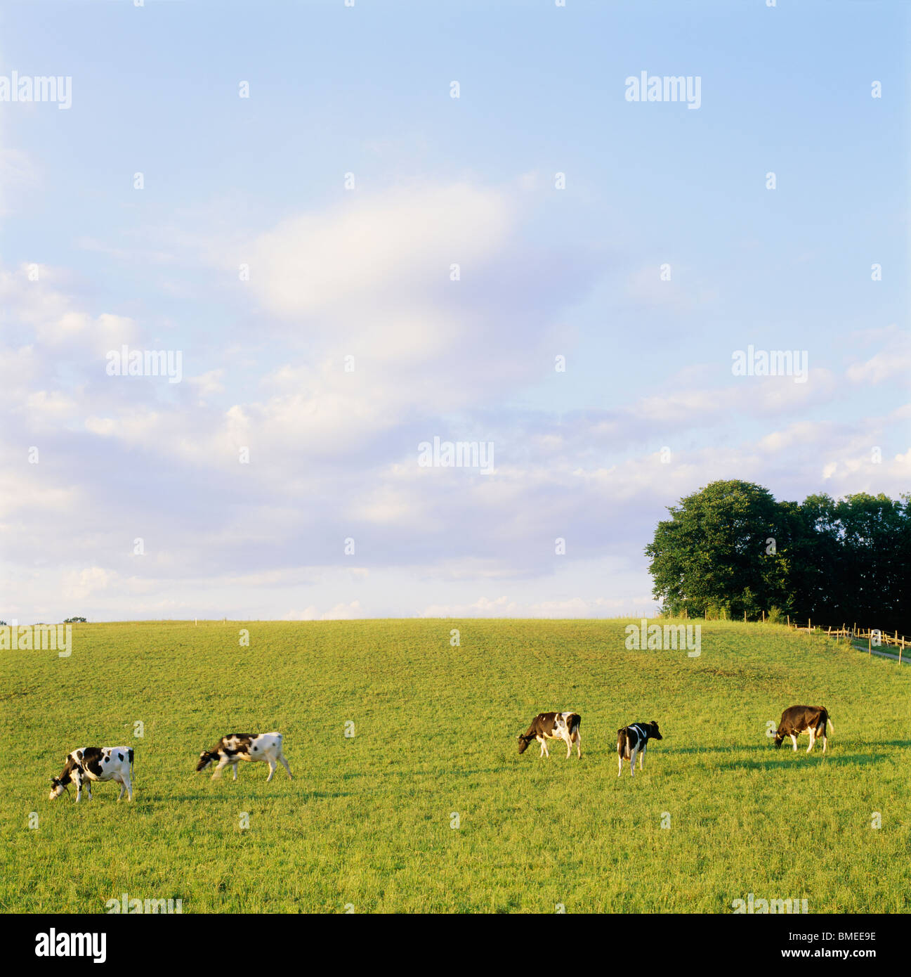 Bovini domestici pascolano in Prato Foto Stock