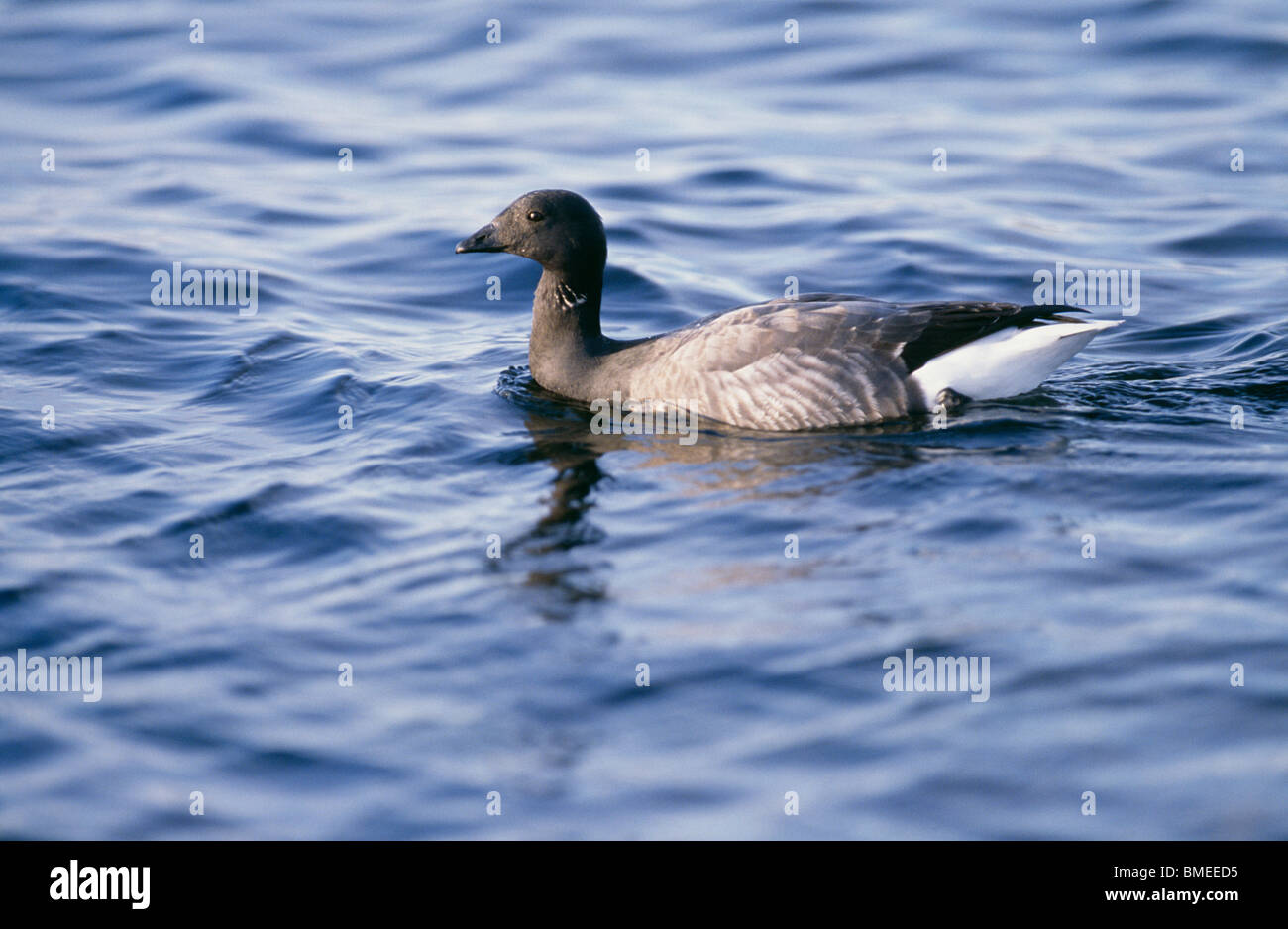 Brent goose nuoto nel lago Foto Stock