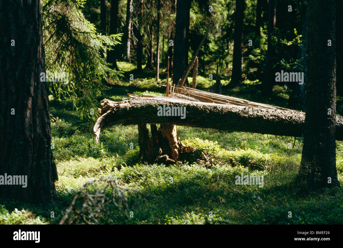 Vista albero caduto nella foresta Foto Stock