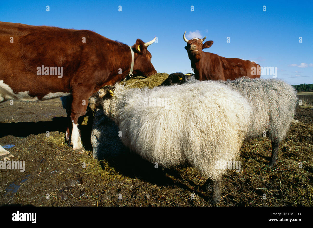 Vista di vacche e pecore nel campo Foto Stock