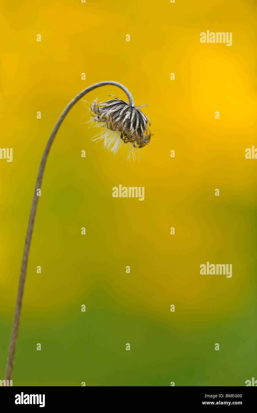 La Scandinavia, Svezia, Vastergotland, vista del fiore in giardino, close-up Foto Stock