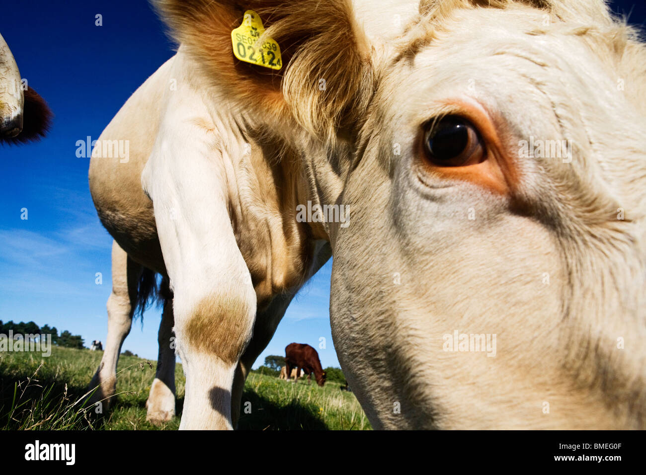 Il pascolo di bestiame, Svezia. Foto Stock