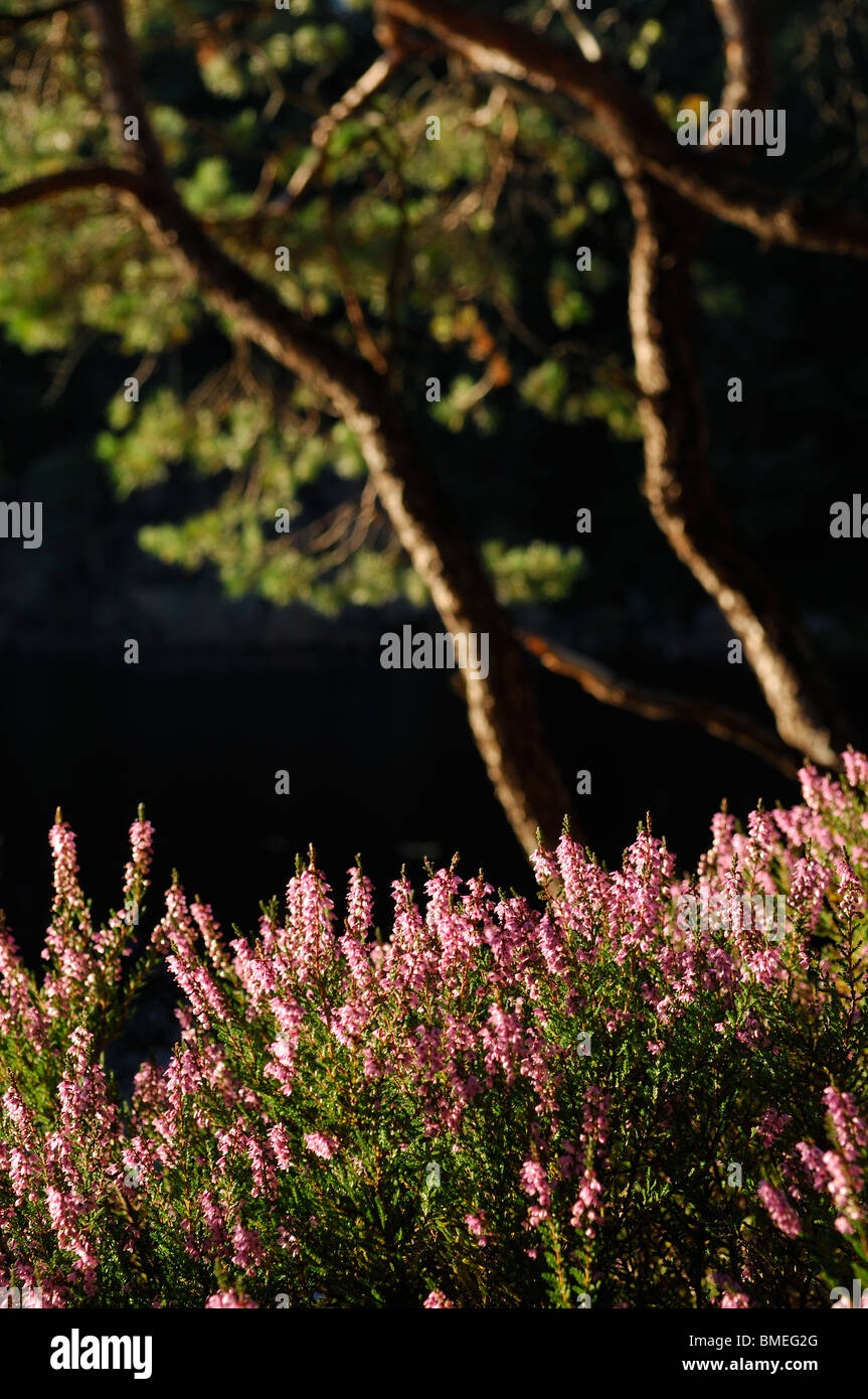 La Scandinavia, Svezia, Vastergotland, Heather fiori Foto Stock