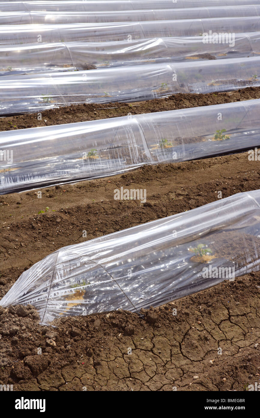 Piccola serra casa di vetro linee di plastica germogli vegetali sul terreno marrone agiculture Foto Stock