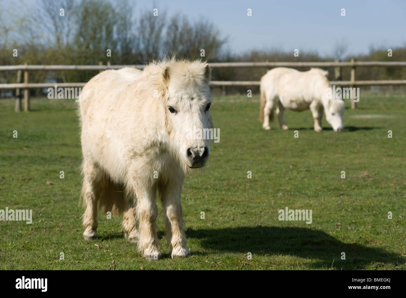 Miniatura pony Shetland a un animale centro di salvataggio. Foto Stock