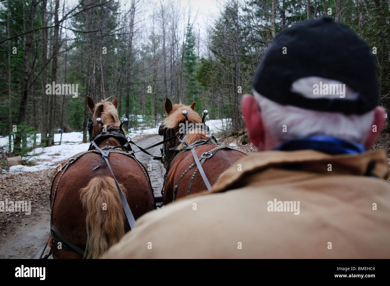 Un tradizionale carro trainato da cavalli con driver e set di cavalli in zona boscosa. Foto Stock