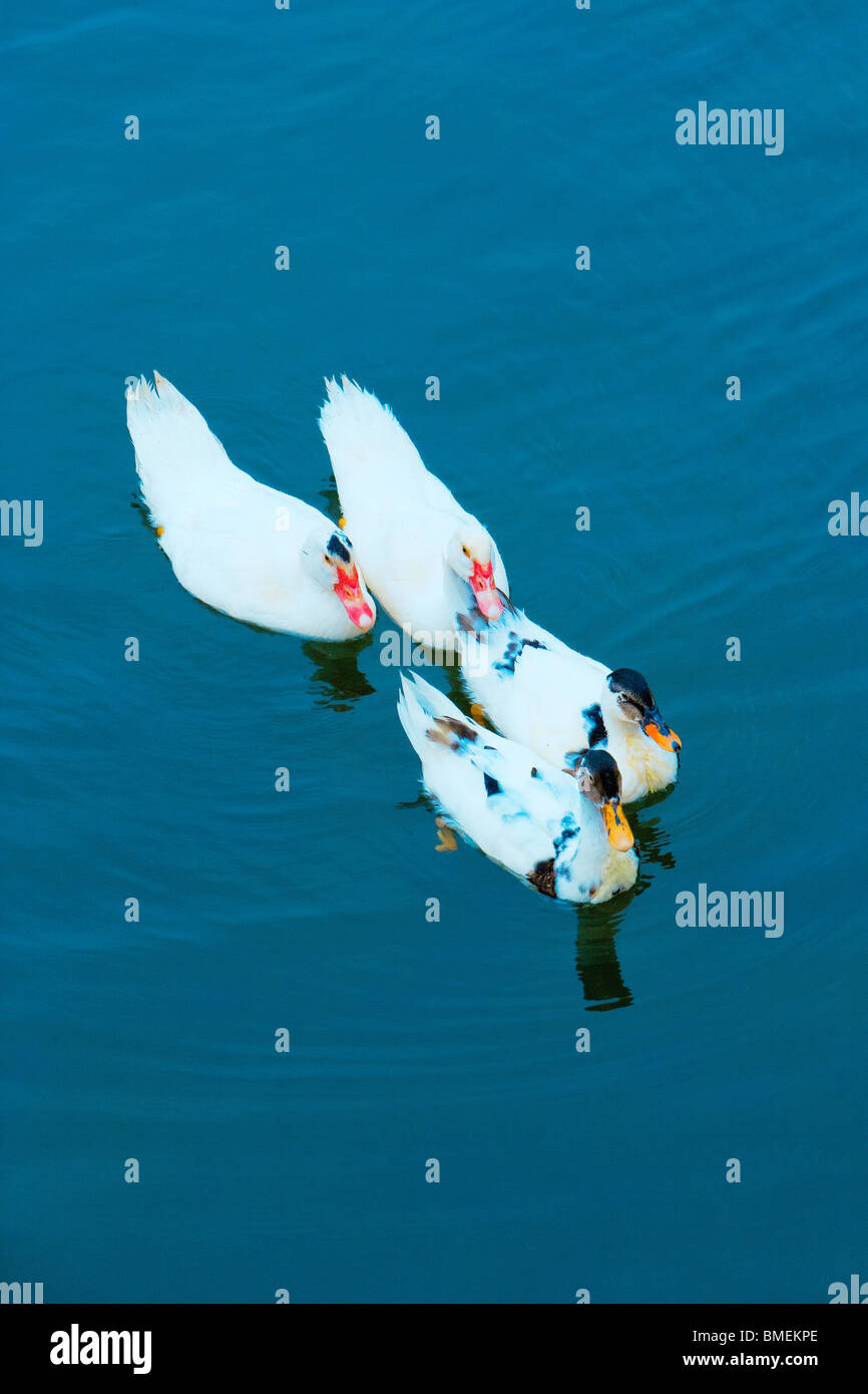 Anatre sull'acqua blu, Zhoushan City, nella provincia di Zhejiang, Cina Foto Stock