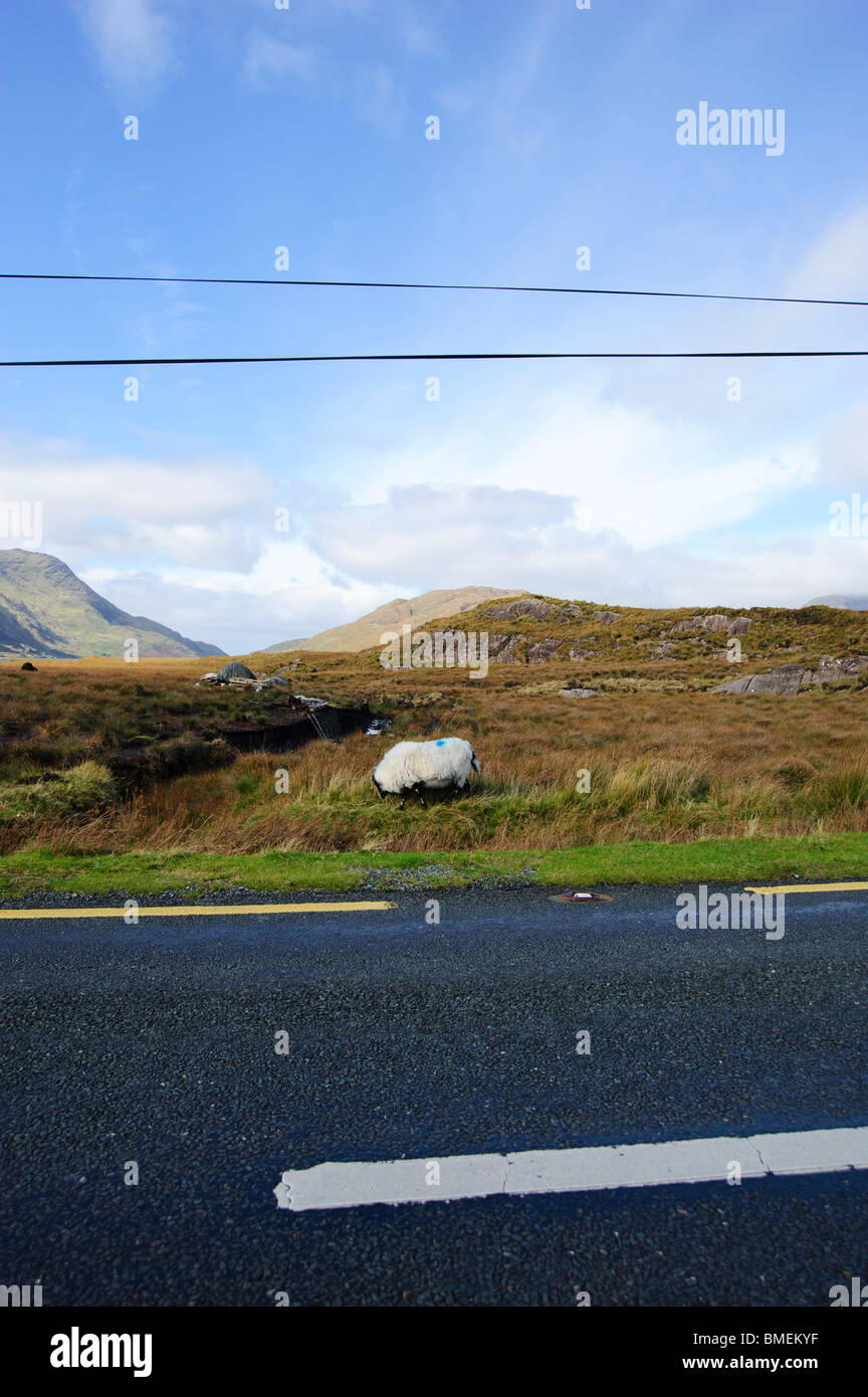 N59, nella contea di Galway, Provincia di Connacht, Irlanda Foto Stock