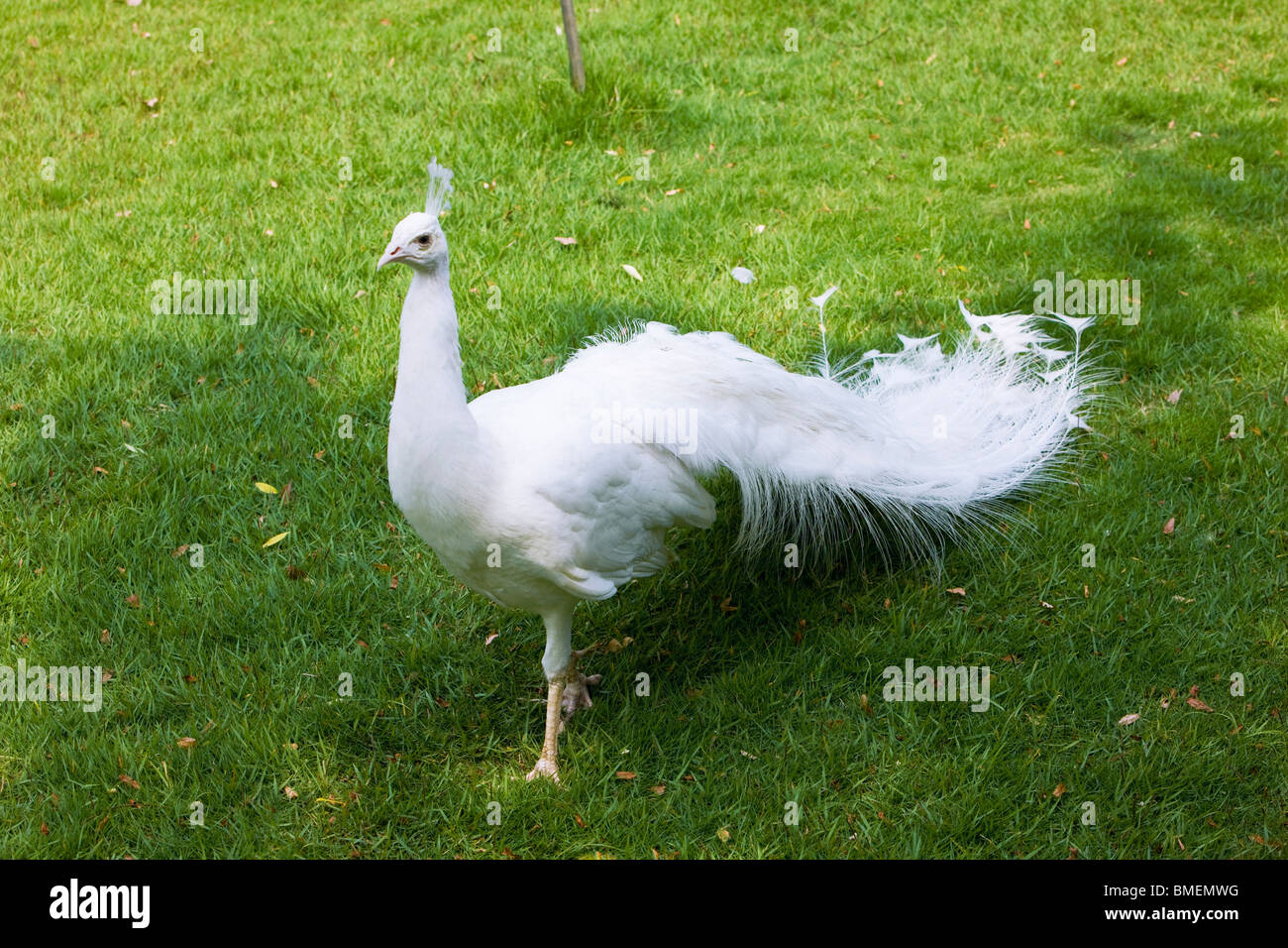 White peacock in Zhongnan Anji Baicao giardino, Contea di Anji, Huzhou City, nella provincia di Zhejiang, Cina Foto Stock