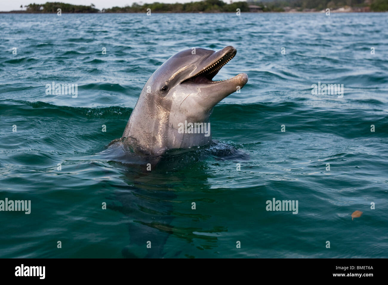 Il tursiope o delfino maggiore, Honduras Foto Stock