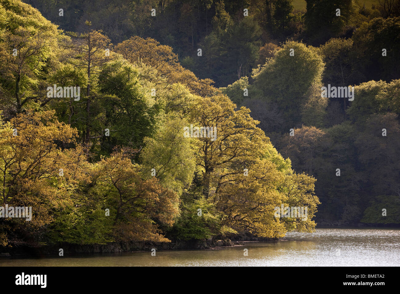 Regno Unito, Inghilterra, Devon, River Dart riverbank alberi in nuove foglie Foto Stock