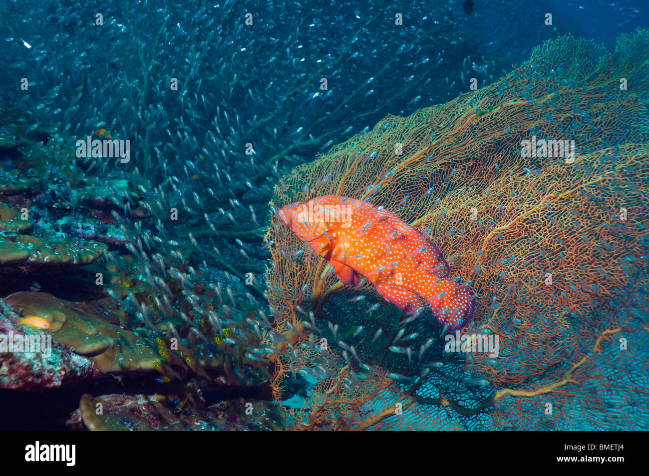 Coral hind con gorgonie e scuola di spazzatrici e pesci cardinale sulla barriera corallina. Mare delle Andamane, Thailandia. Foto Stock