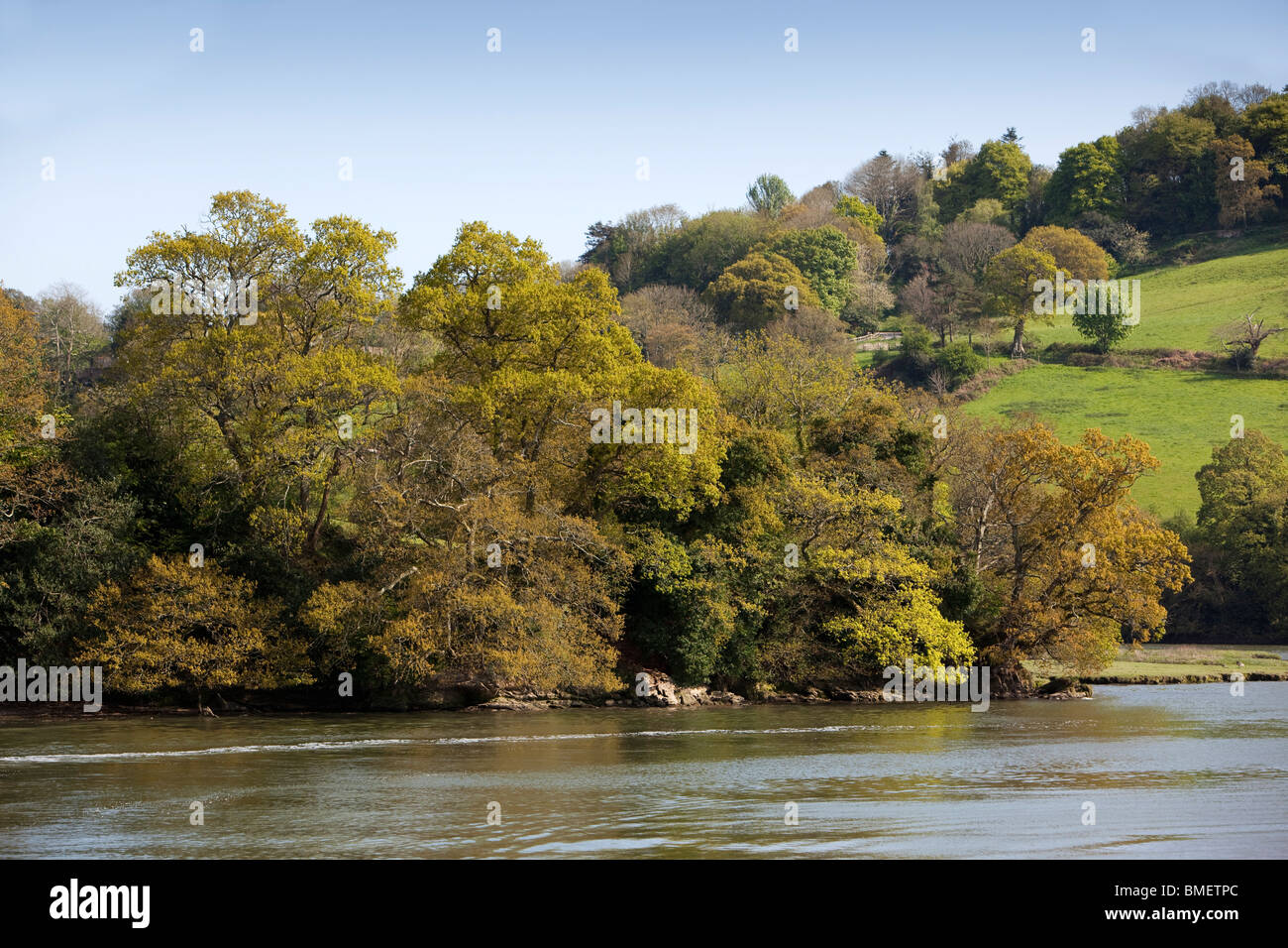 Regno Unito, Inghilterra, Devon, River Dart riverbank alberi in nuove foglie sulla curva nel fiume Foto Stock