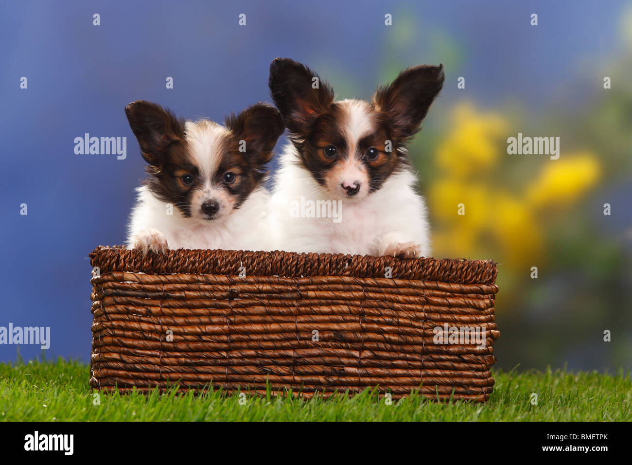 Papillons, cuccioli, 7 settimane / Continental Toy Spaniel, Butterfly cane, basket Foto Stock