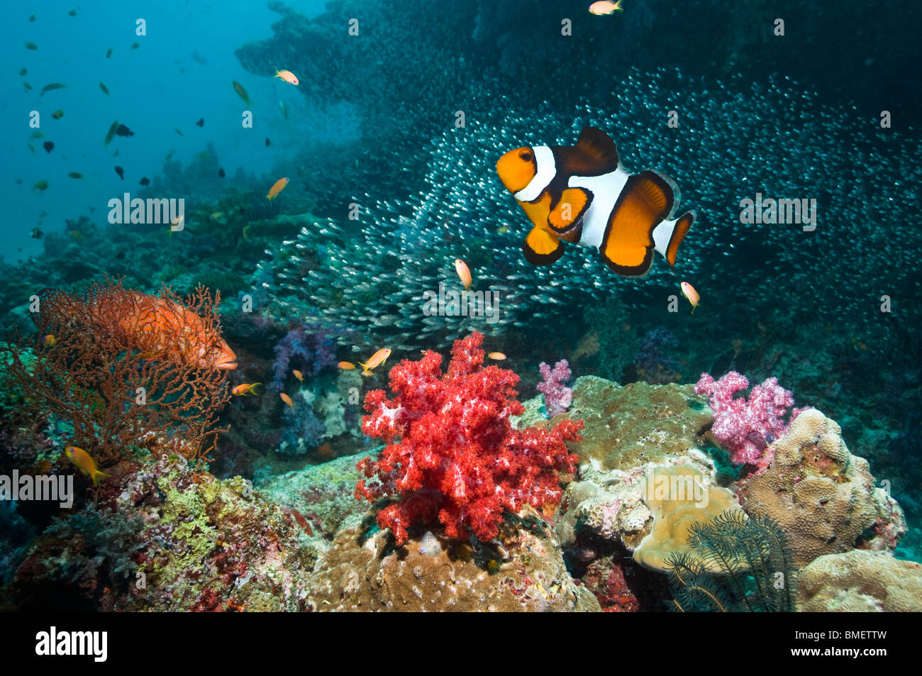 Clown anemonefish e Coral hind sulla barriera corallina con coralli molli. Mare delle Andamane, Thailandia. Foto Stock