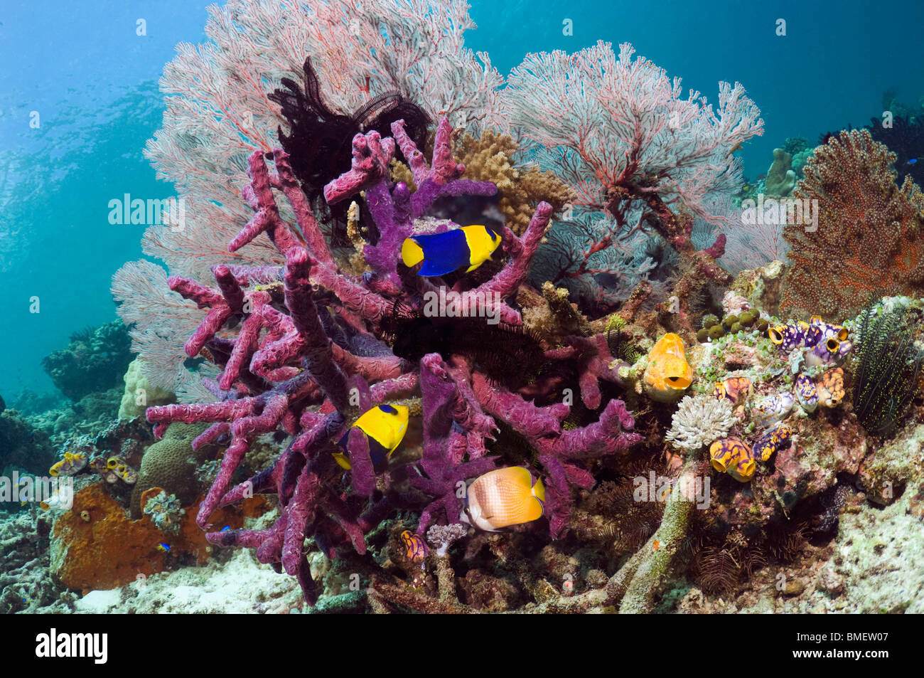 Bicolor angelfish, Klein con butterflyfish gorgonia viola e spugna incrostante, Misool, Papua occidentale, in Indonesia Foto Stock
