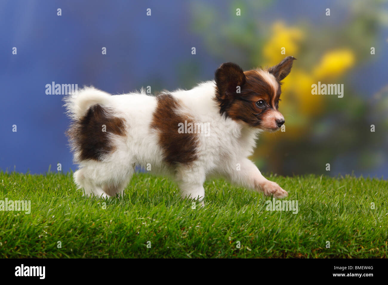 Papillon, cucciolo, 7 settimane / Continental Toy Spaniel, Butterfly cane, laterale Foto Stock