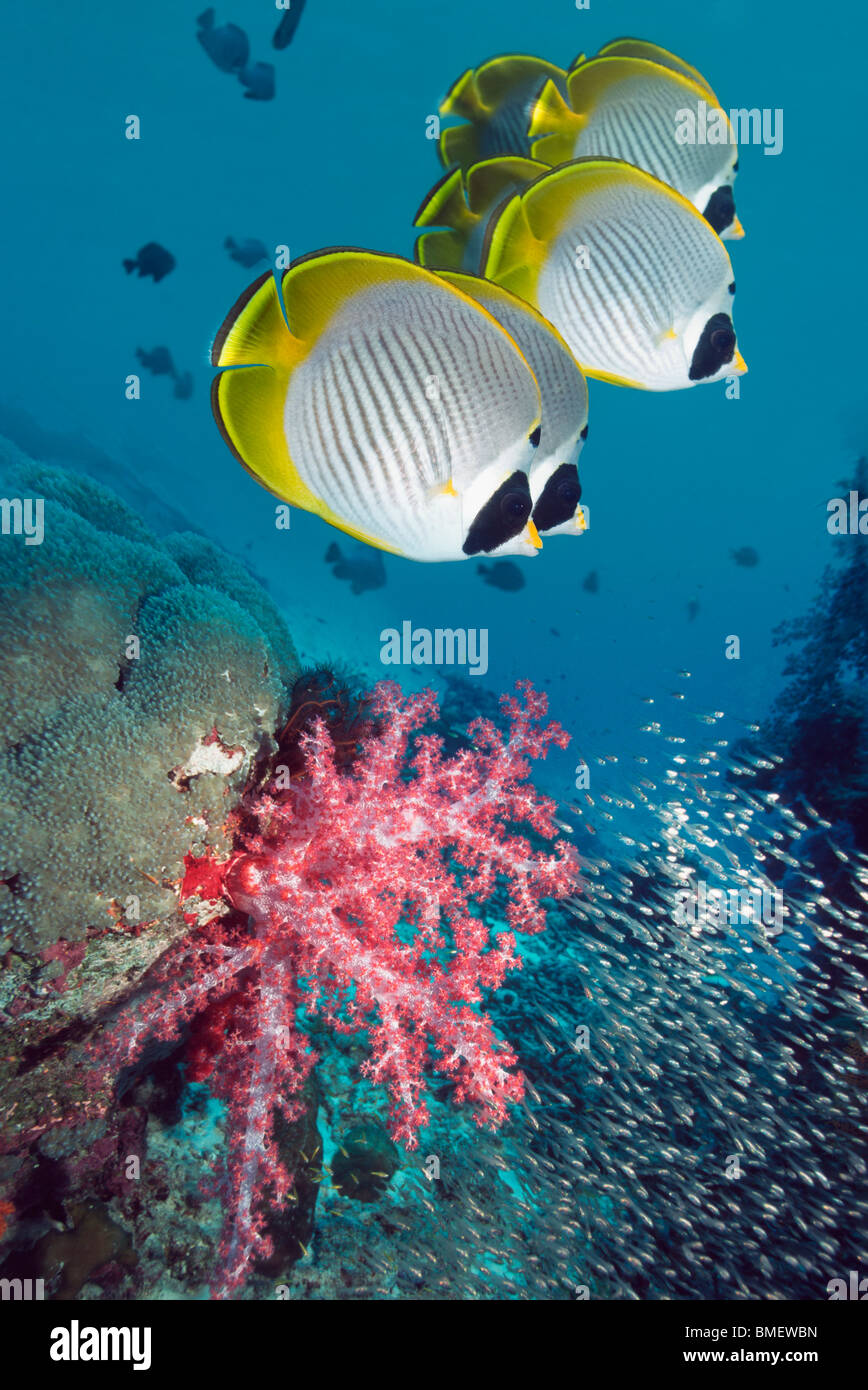 Panda butterflyfish nuoto Oltre coralli molli sulla barriera corallina. Mare delle Andamane, Thailandia. Foto Stock