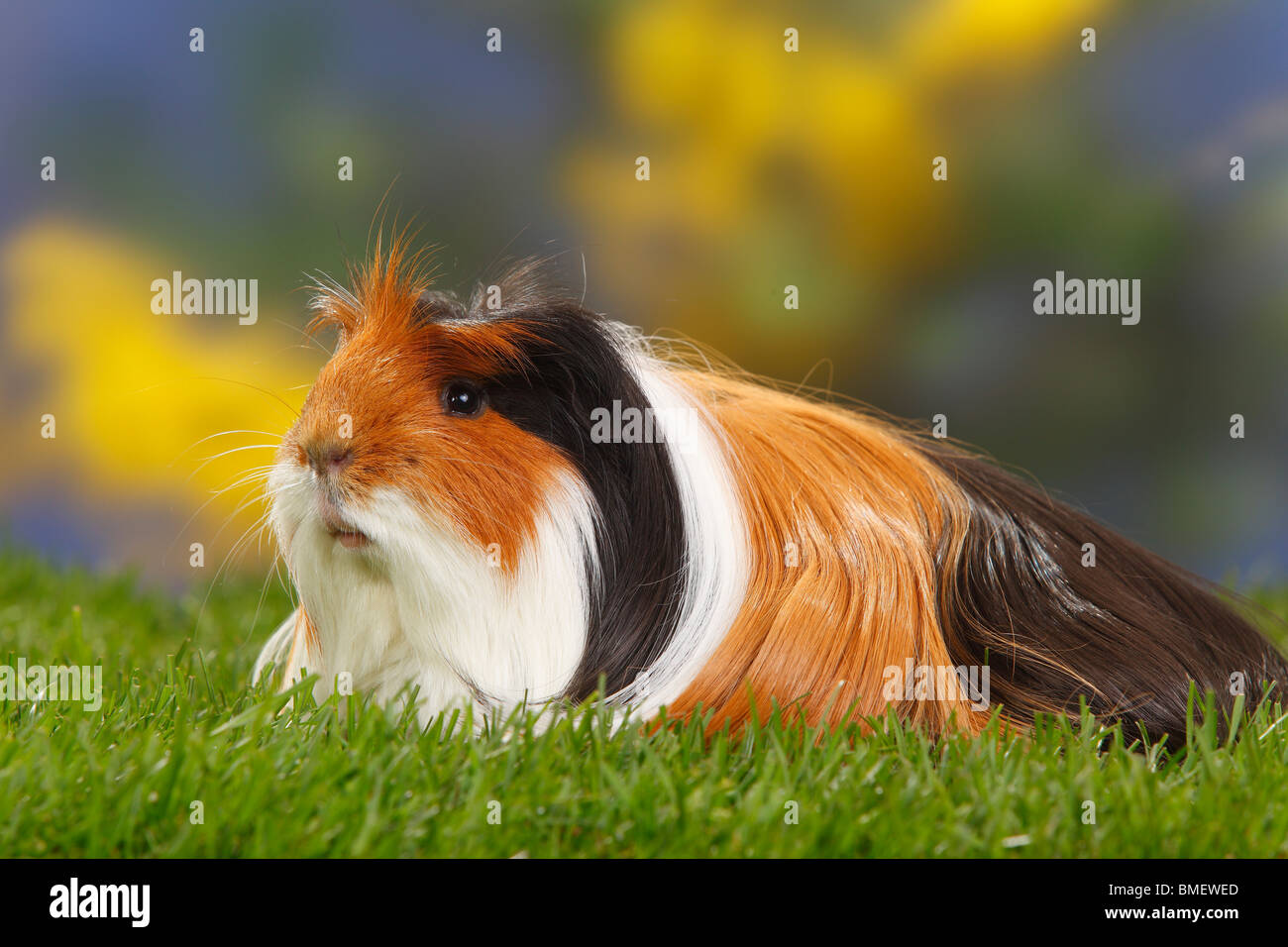 Coronet cavia, tartaruga-e-bianco Foto Stock