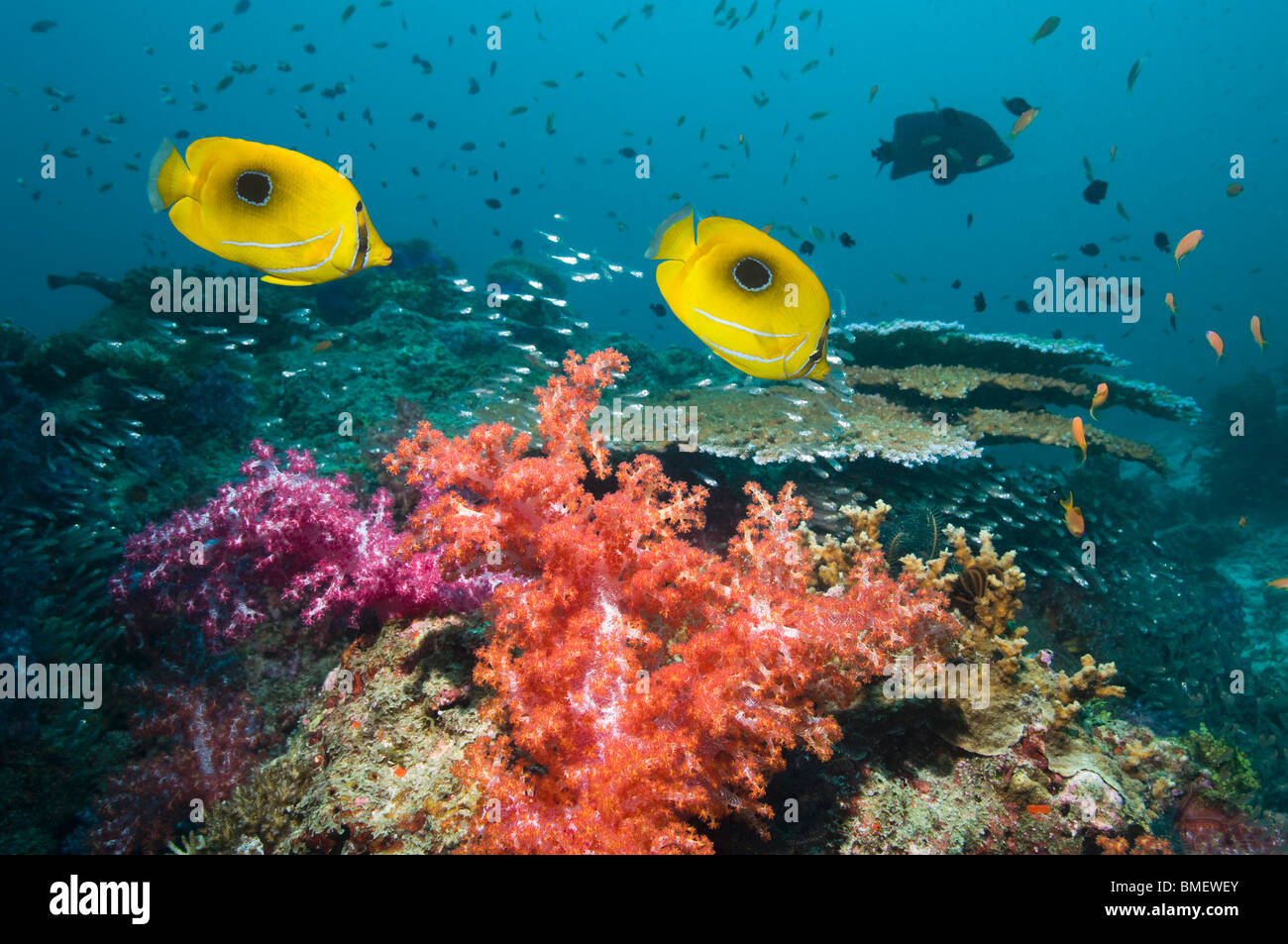 Il Bennett's butterflyfish nuoto Oltre coralli molli sulla barriera corallina. Misool Raja Empat, Papua occidentale, in Indonesia. Foto Stock