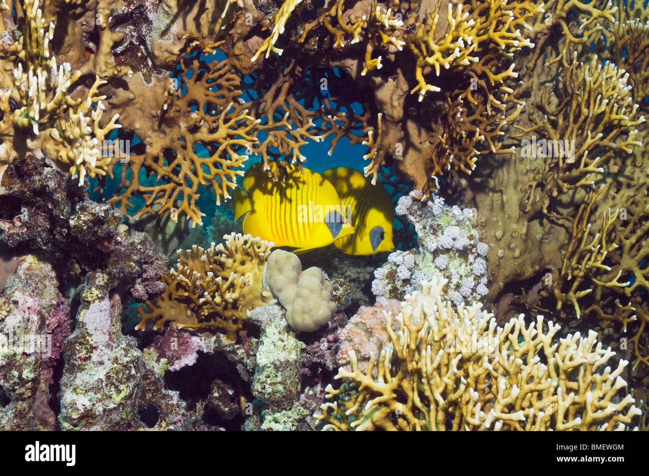 Golden butterflyfish con fuoco sulla Coral reef. Egitto, Mar Rosso. Foto Stock