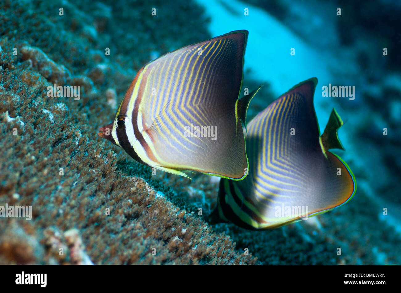 Triangolo orientale butterflyfish coppia alimentazione su coral polipi. Raja Ampat, Papua occidentale, in Indonesia. Foto Stock