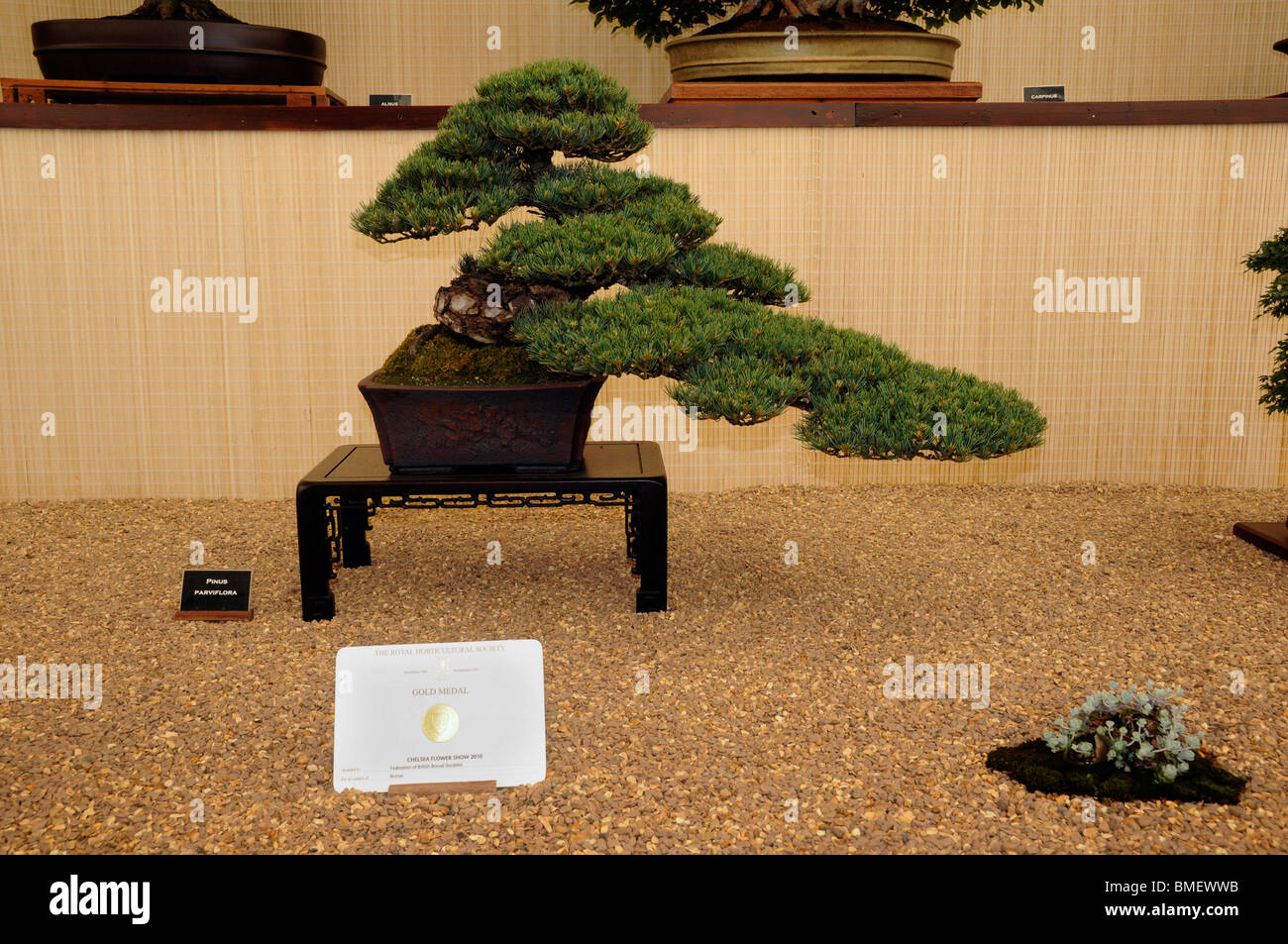 Annuale Chelsea Flower Show - premiata Bonsai nel grande padiglione, 2010 Foto Stock