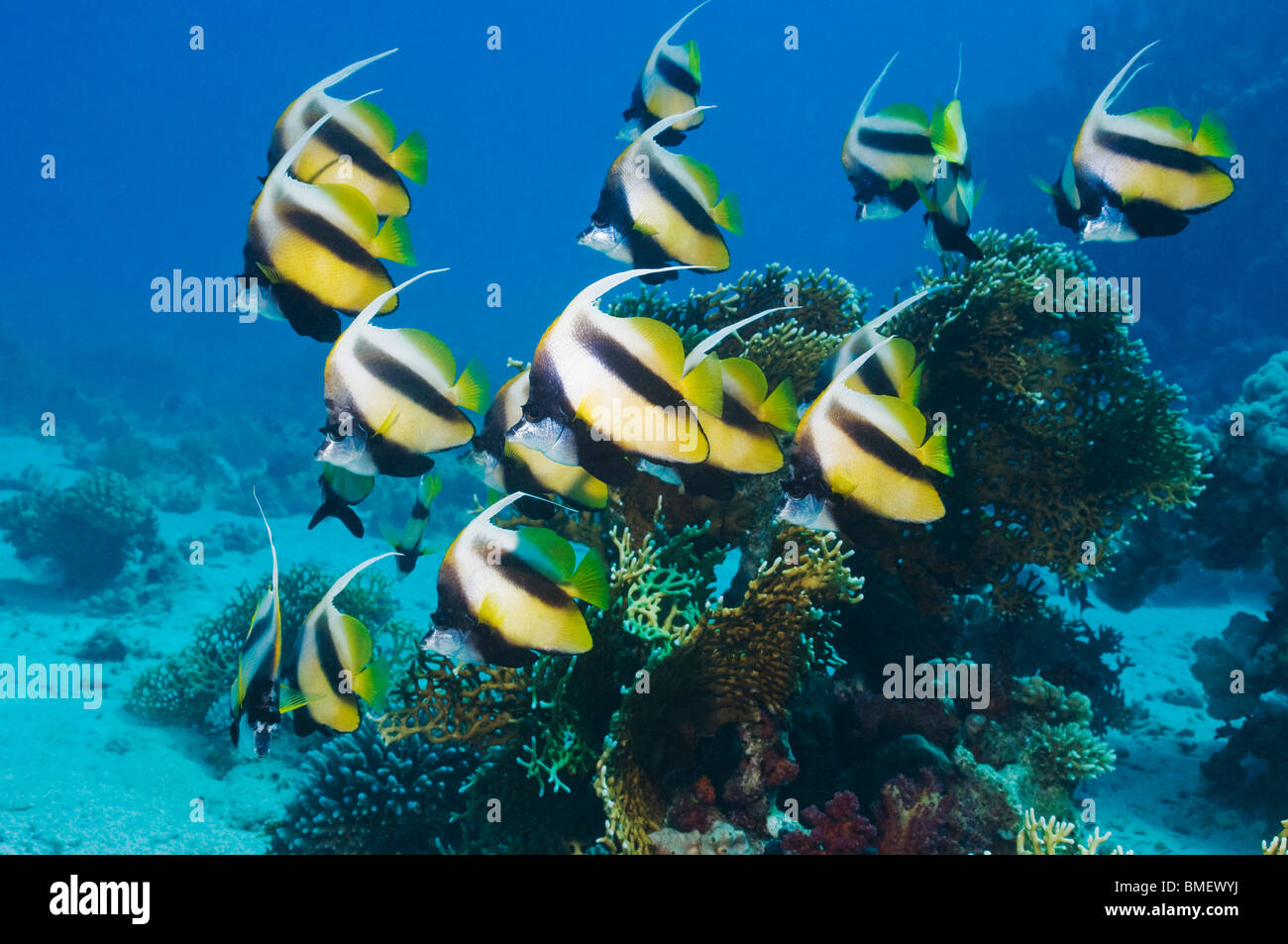 Mar Rosso bannerfish. Egitto, Mar Rosso. Foto Stock