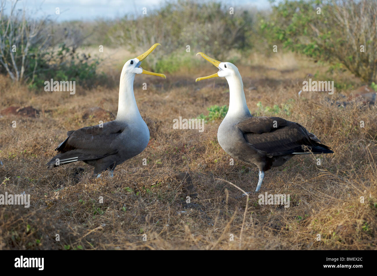 Sventolato Albatross uccelli. Coppia a nido visto in rituali di corteggiamento display. All'Isola Espanola, Isole Galapagos, pacifico. Foto Stock