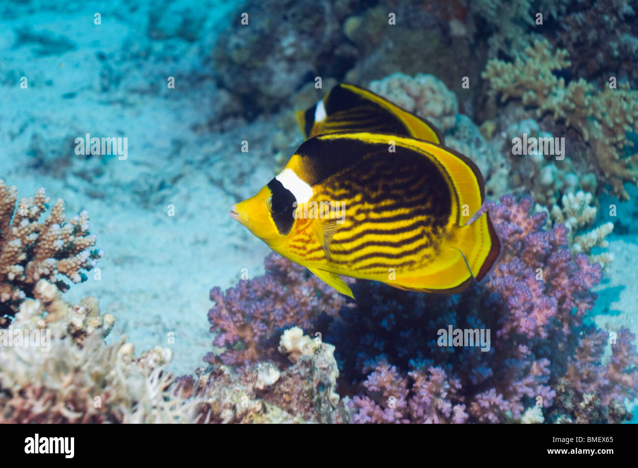 Mar Rosso racoon butterflyfish sulla barriera corallina. Egitto, Mar Rosso. Foto Stock