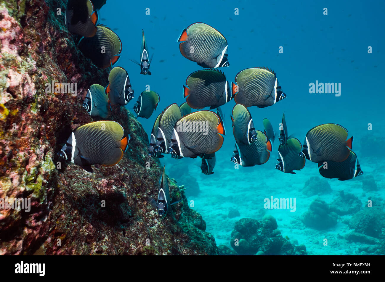 Redtail o butterflyfish a collare. Mare delle Andamane, Thailandia. Foto Stock