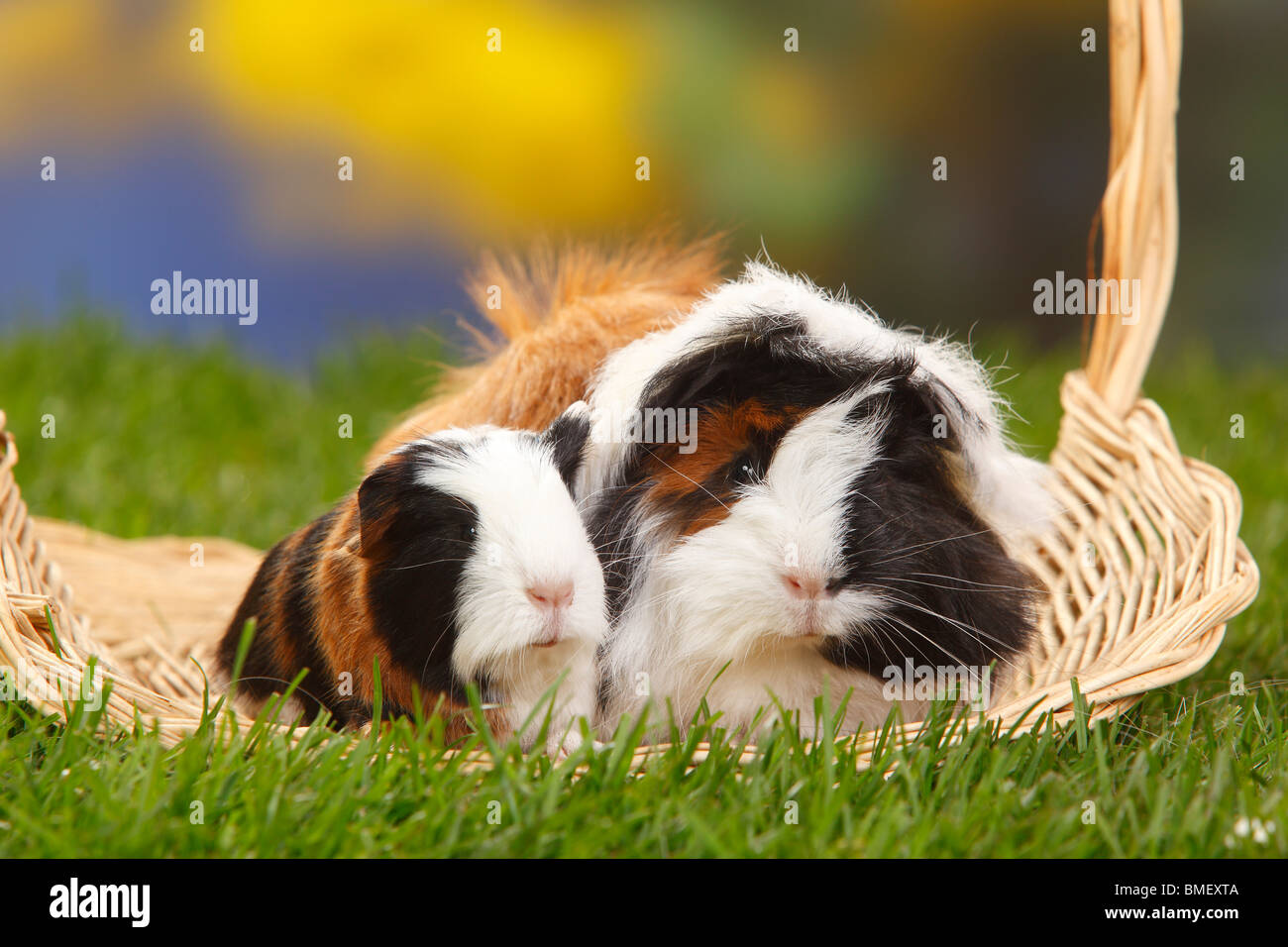 In Perù Guinea Pig, tartaruga-e-bianco, e giovani Sheltie cavia Foto Stock