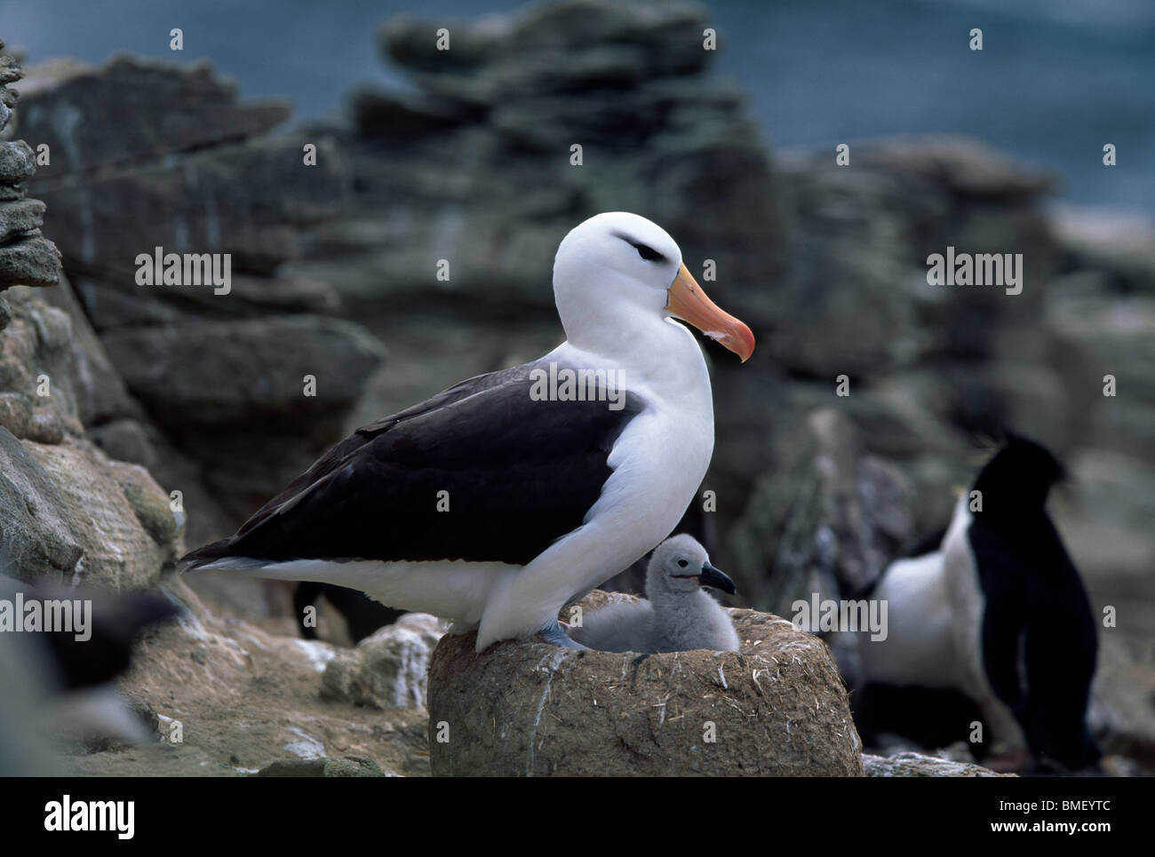 Nero-browed albatross con pulcino, nuova isola, Falklands Foto Stock