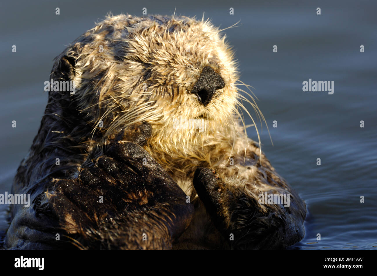 Stock photo closeup di california sea otter (Enhydra lutris) nell'acqua, moss landing, elkhorn slough, california, maggio 2010. Foto Stock