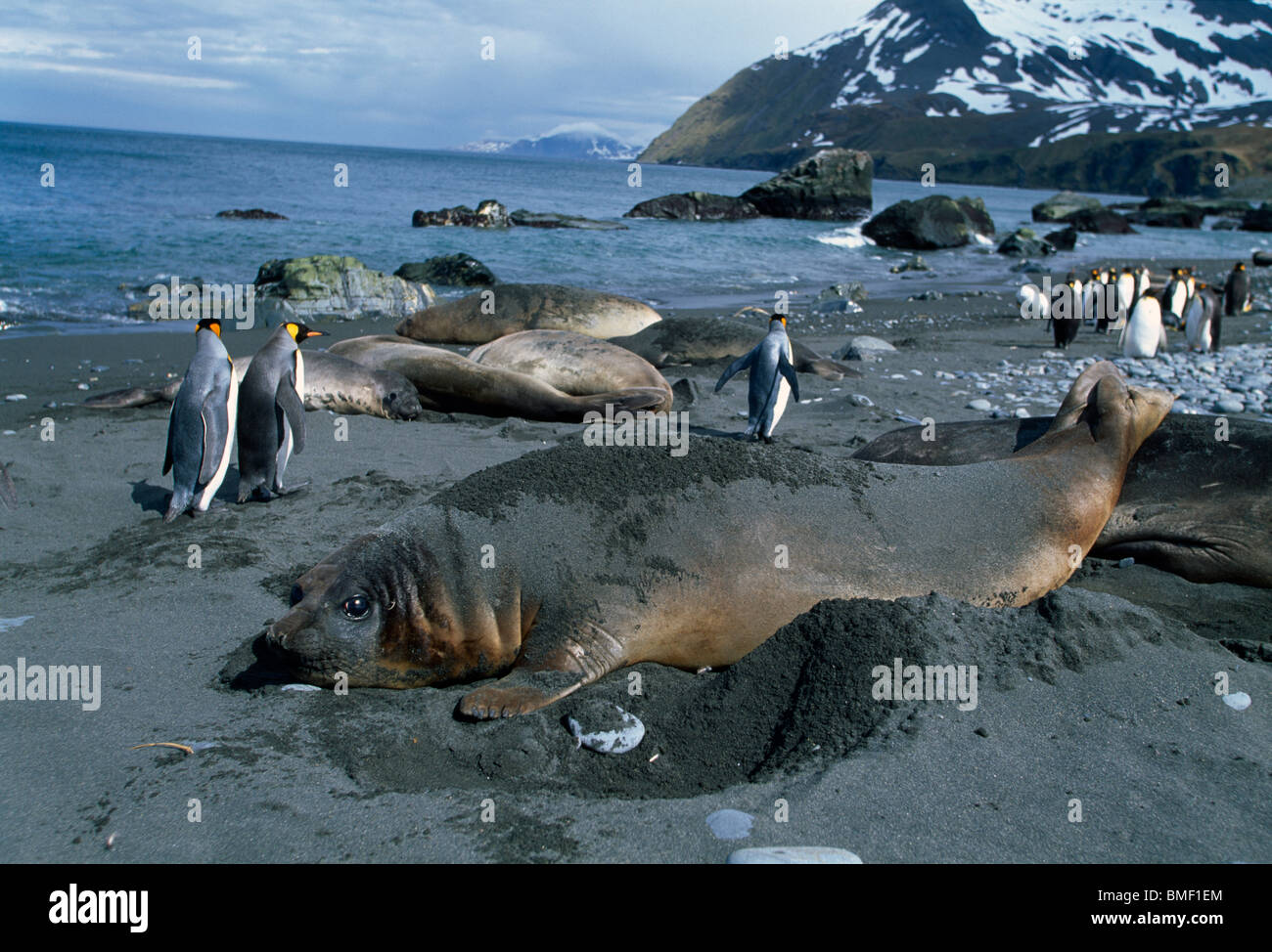 Le guarnizioni di tenuta di elefante e il re dei pinguini, Porto Oro, Georgia del Sud Foto Stock