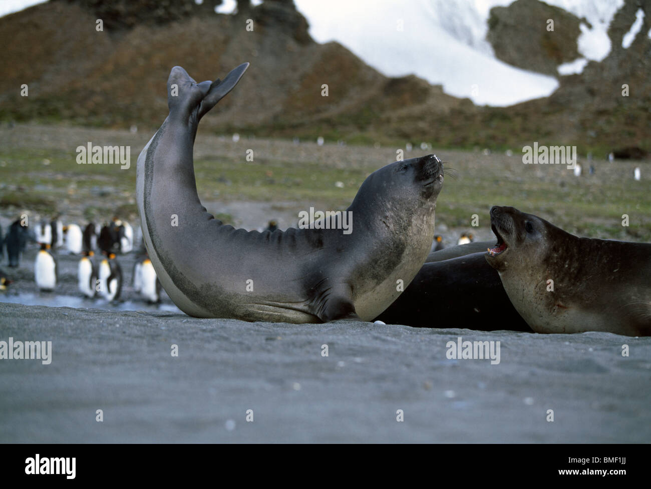 Le guarnizioni di tenuta di elefante, St Andrew's Bay, Georgia del Sud Foto Stock