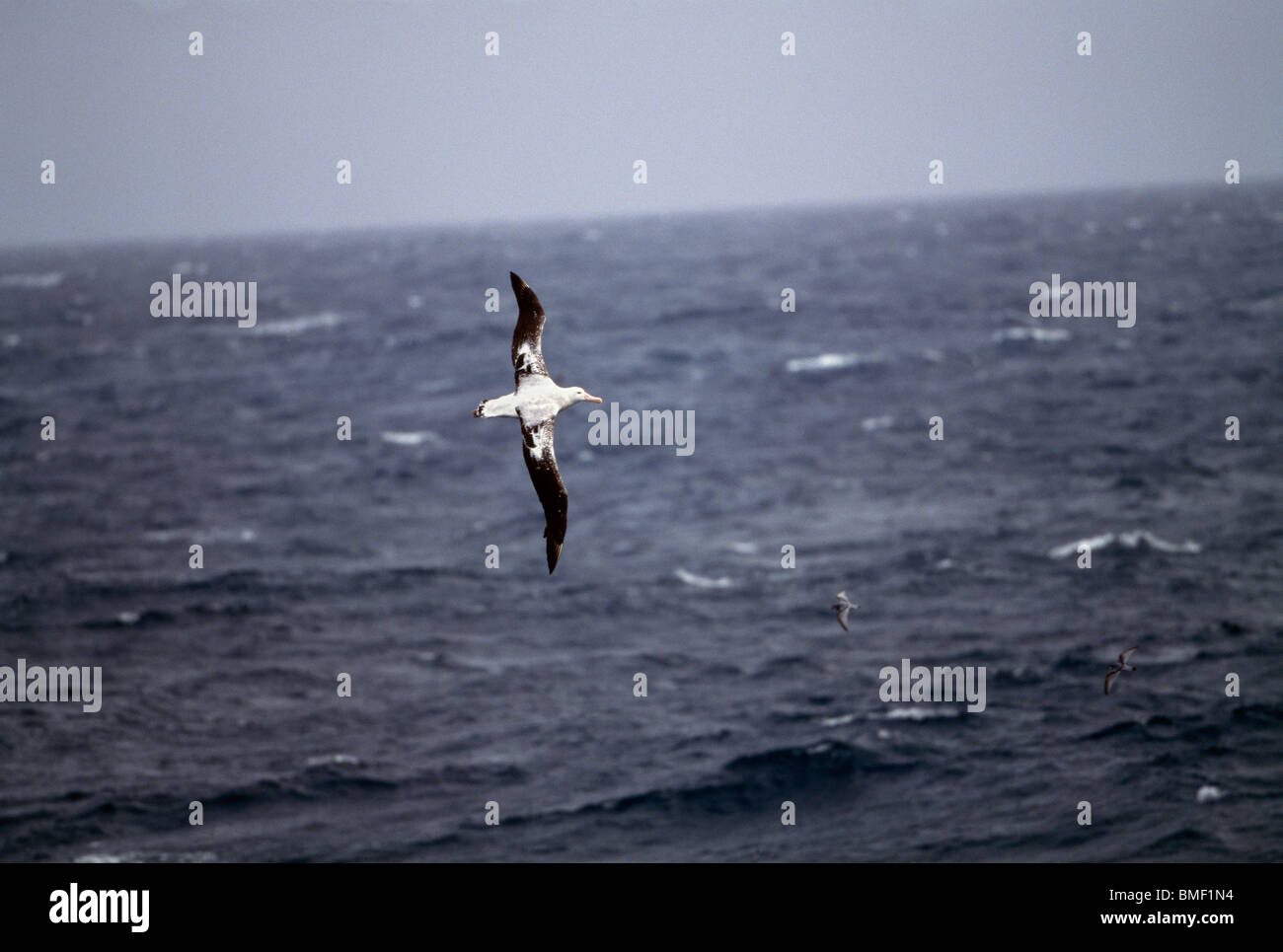 Albatross in volo, Salisbury Plain, Georgia del Sud Foto Stock