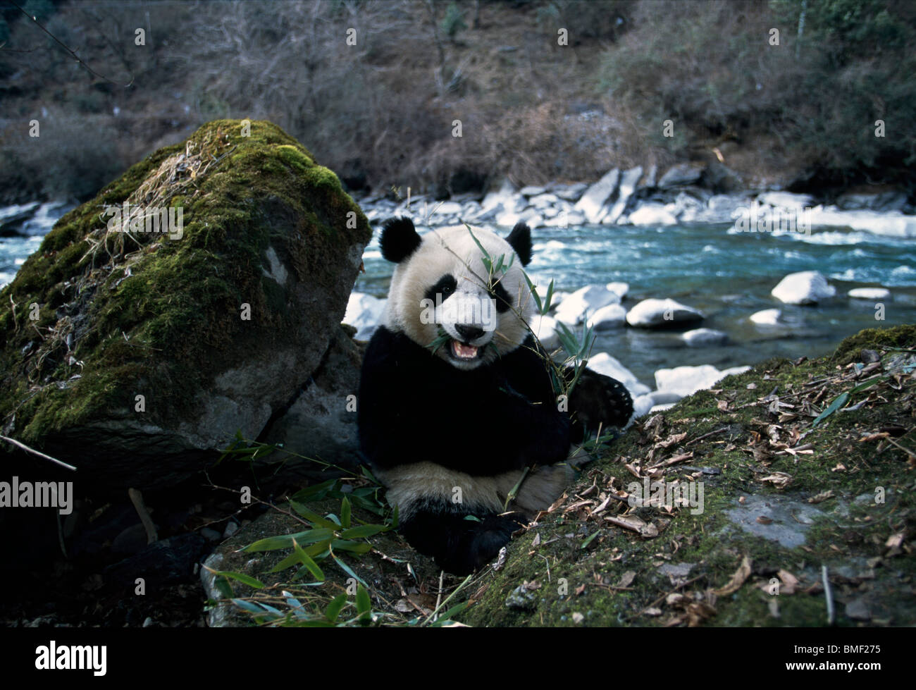 Panda gigante sul lungofiume, Sichuan, in Cina Foto Stock
