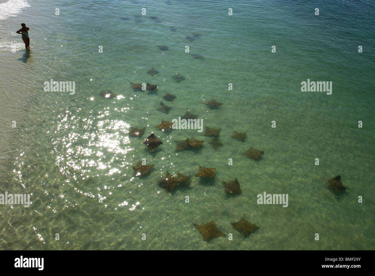 Eagle Ray (Aetobatus narinari) nell'oceano circa Destin è pier Foto Stock